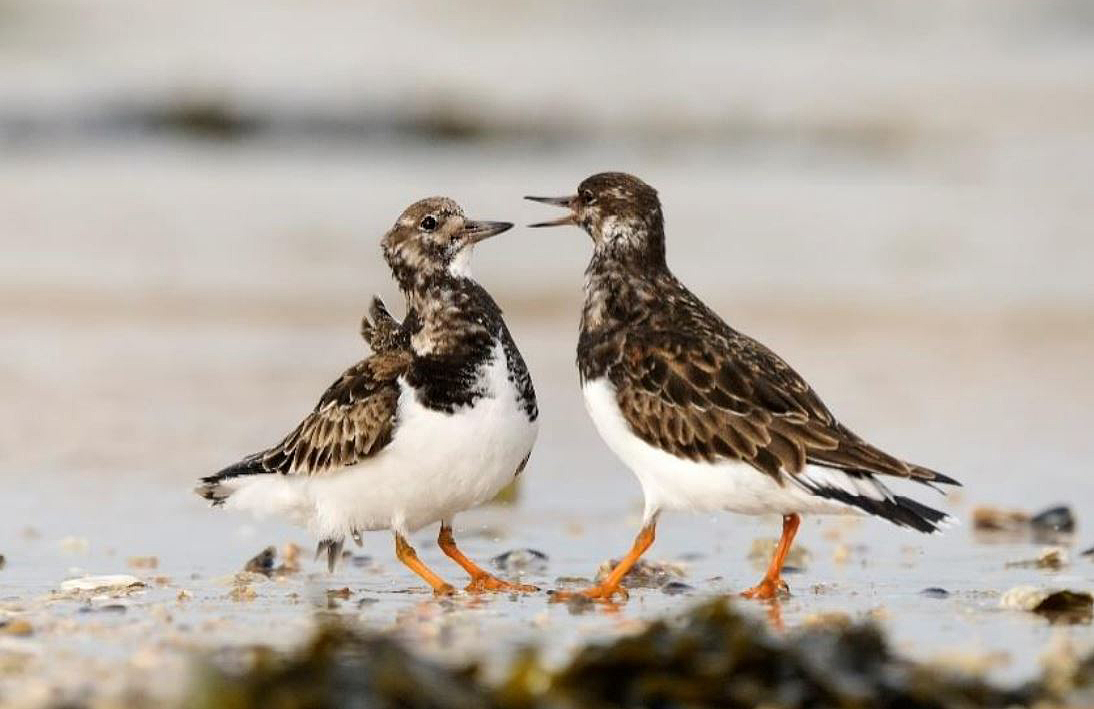 Port de Plaisance Ils ont compt et observ 43 esp ces d oiseaux